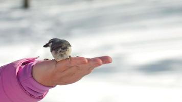 Kleiber- und Meisevögel in Frauenhand fressen Samen, Winter, Zeitlupe video