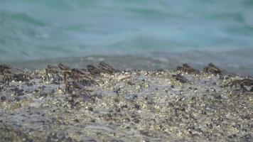 krabbor på klippan vid stranden, böljande vågor, närbild video