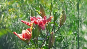 gotas de lluvia en los pétalos de un lirio de flor rosa, cámara lenta video