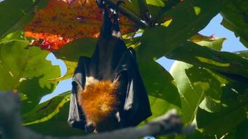 Lyle's flying fox Pteropus lylei hangs on a tree branch and washes