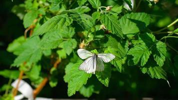 Aporia crataegi papillon blanc veiné de noir sur l'accouplement de framboise feuille video