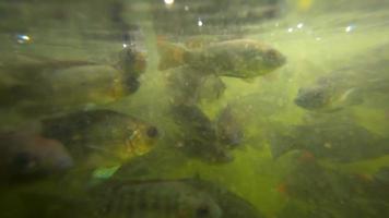 Eine Herde von Süßwasserfischen und Garnelen in einem schlammigen Wasserteich frisst Brotkrümel video