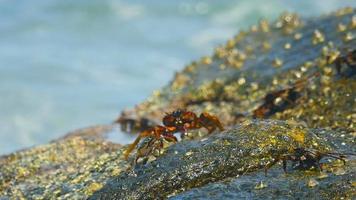 krabben op de rots op het strand, rollende golven, close-up video