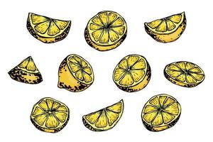 clipart vectorial de limón. conjunto de cítricos dibujados a mano. ilustración de frutas para impresión, web, diseño, decoración vector