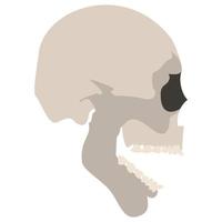 icono de calavera. esqueleto realista. Ilustración de vector colorido aislado sobre fondo blanco.