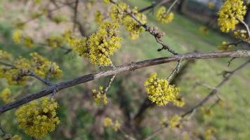 gelbe Hartriegelblüten an den Ästen. Frühlingsthema. video