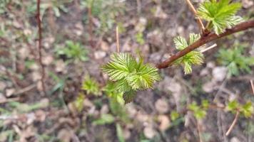 jeunes feuilles de framboise juteuses au printemps sur une branche. vue d'en-haut. video