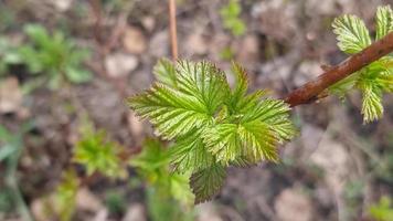 jugosas hojas de frambuesa jóvenes en primer plano de primavera, vista superior. video