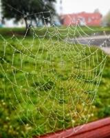 Primer plano de telaraña, plantas y gotas de rocío. foto