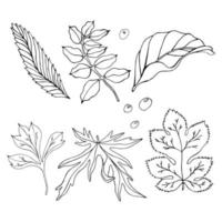 Collection hand drawn black outlines of leaves on white background. Line art. Vector graphic. Doodle style. Black outlines of leaves. Season design elements.