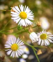 Macro view of a flower on the field photo