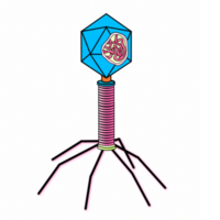 The viral cell png