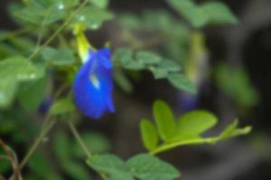 Defocused background. Blur photo of blue flower