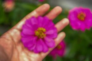 fotografía borrosa de flor de zinnia en la mano foto