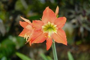 Blooming orange lilies on a green background on a summer sunny day macro photography. Garden lillies with bright orange petals in summer, close-up photography in the yard photo