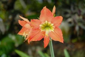 Blooming orange lilies on a green background on a summer sunny day macro photography. Garden lillies with bright orange petals in summer, close-up photography in the yard photo