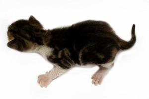 Newborn tabby kitten isolated on white background photo