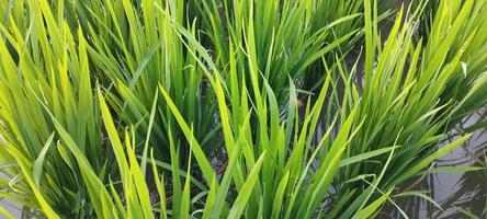 Green rice plants with puddles of water in them look beautiful photo