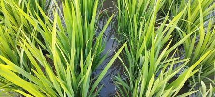 green rice plant with puddles taken with photo through top horizontally