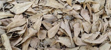 Dry bamboo leaves are left for a long time as a result of felling photo