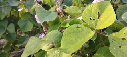 Lots of green spinach leaves suitable for the background photo