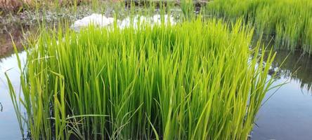 las plantas de arroz verde con charcos de agua se ven hermosas foto