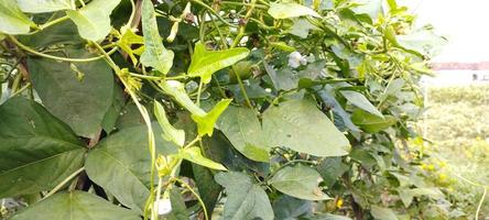 Green leaves that can be called Komak fruit in Indonesia photo