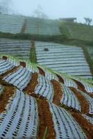 Indonesian agricultural terraces on the slopes of a mountain. photo