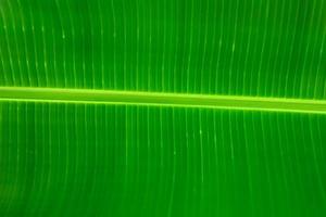 Tropical banana. banana leaf. green background texture photo