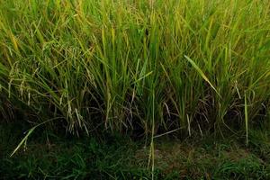 Indonesian rice fields planted with rice photo