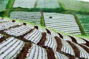 Indonesian agricultural terraces on the slopes of a mountain. photo