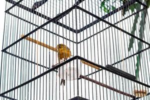 pájaro canario Pájaro en una jaula.