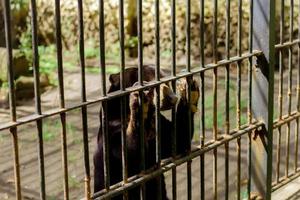 Sun bear in the cage. photo