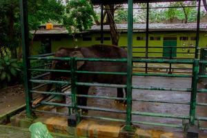 Elephants in captivity photo