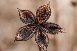 Beautiful dried flower close-up. Trending dry plant in fall. Poster for interior. Autumn background photo