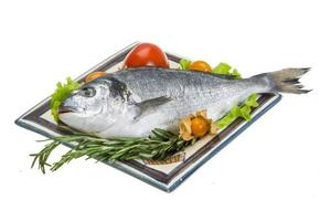 Raw dorado on the plate and white background photo