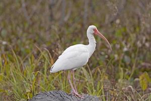 ibis blanco americano posando en un humedal foto