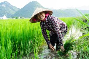 mujer campesina en el campo de arroz foto