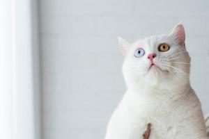 lovely white cat image with two color eyes at home photo