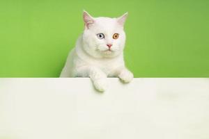 imagen de gato blanco con dos colores de ojos aislado sobre fondo azul foto