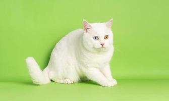 white cat image with two eye colors isolated on blue background photo