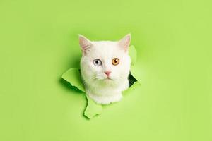 white cat image with two eye colors isolated on blue background photo