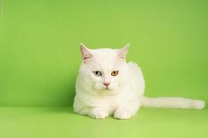 white cat image with two eye colors isolated on blue background photo