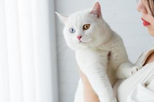 lovely white cat image with two color eyes at home photo