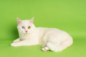 white cat image with two eye colors isolated on blue background photo