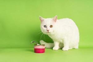 white cat image with two eye colors isolated on blue background photo