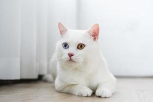 lovely white cat image with two color eyes at home photo