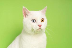 white cat image with two eye colors isolated on blue background photo