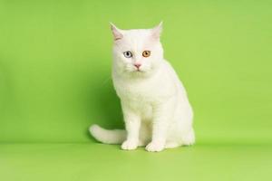 imagen de gato blanco con dos colores de ojos aislado sobre fondo azul foto