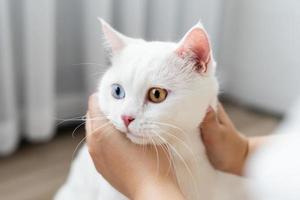 lovely white cat image with two color eyes at home photo